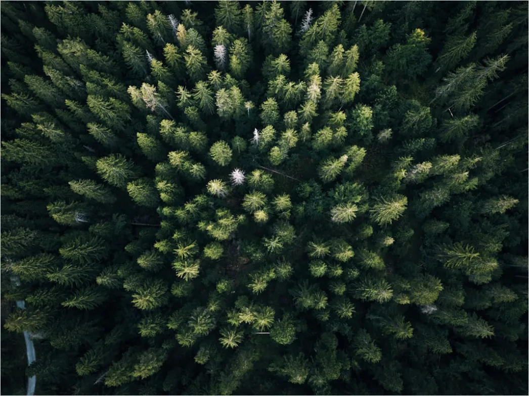 Detail Aerial Pine Forest Number 5