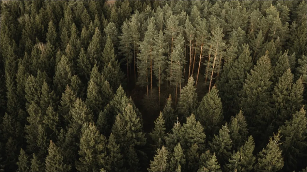 Detail Aerial Pine Forest Number 6