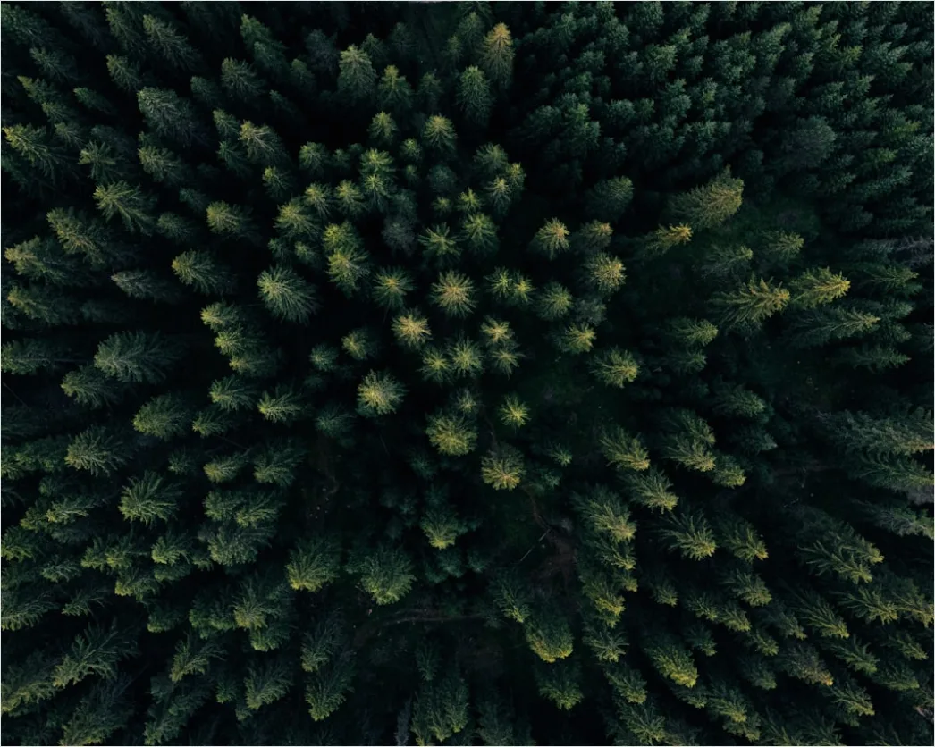 Detail Aerial Pine Forest Number 7