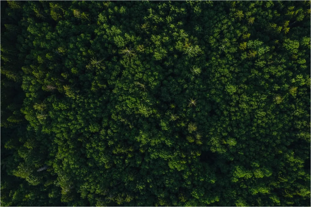 Detail Aerial Pine Forest Number 8