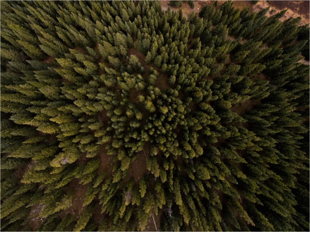 Detail Aerial Pine Forest Number 9