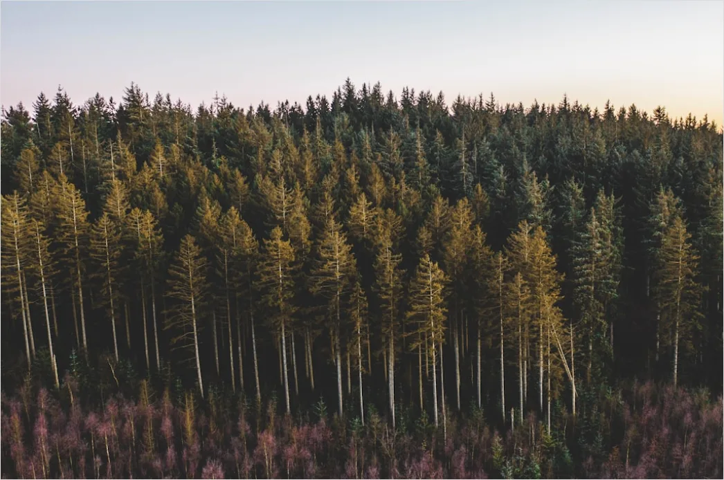 Detail Aerial Pine Forest Number 10