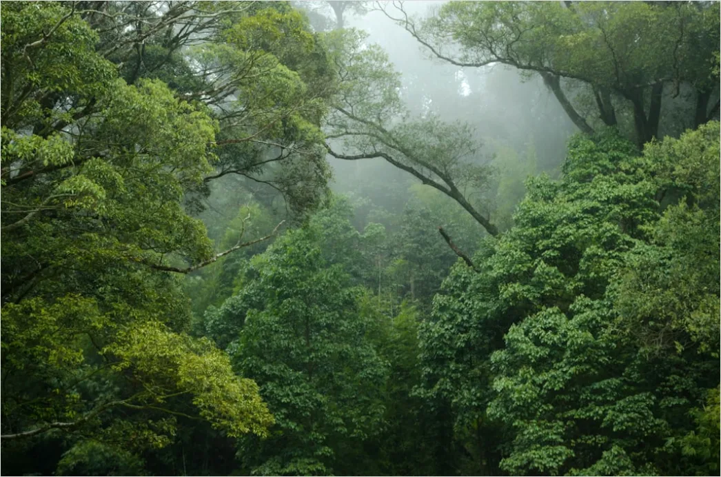 Aerial Rainforest Canopy D6a5