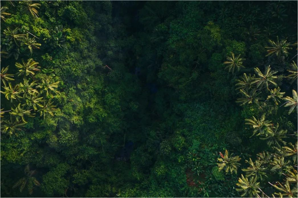 Detail Aerial Rainforest Canopy Number 2
