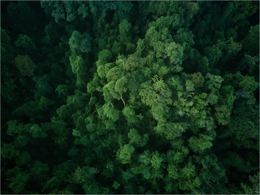 Detail Aerial Rainforest Canopy Number 11