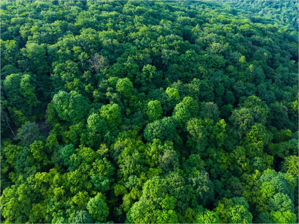 Detail Aerial Rainforest Canopy Number 13