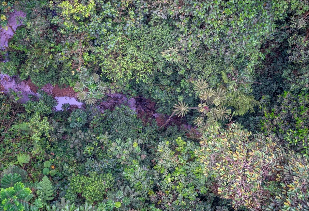 Detail Aerial Rainforest Canopy Number 14