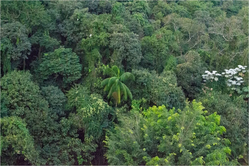 Detail Aerial Rainforest Canopy Number 15
