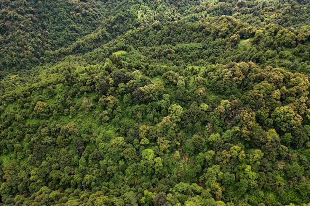 Detail Aerial Rainforest Canopy Number 16