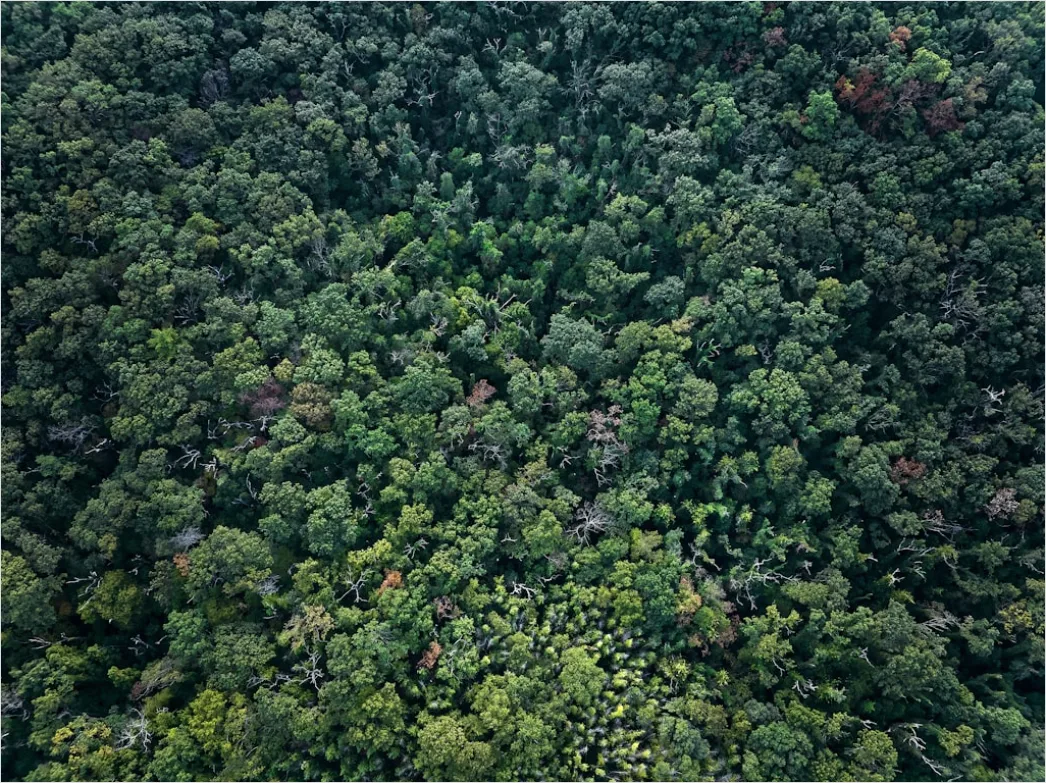 Detail Aerial Rainforest Canopy Number 17