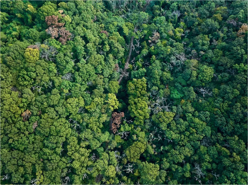 Detail Aerial Rainforest Canopy Number 18