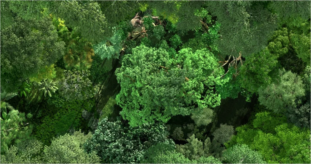 Detail Aerial Rainforest Canopy Number 20