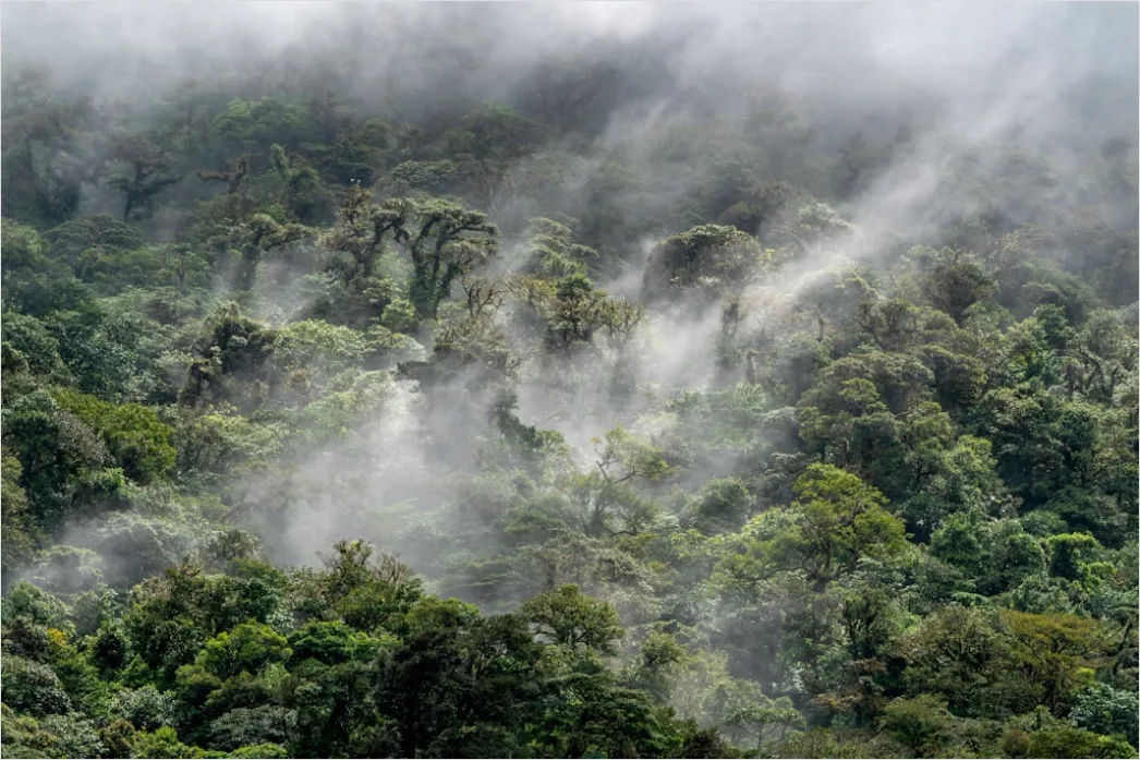 Detail Aerial Rainforest Canopy Number 3