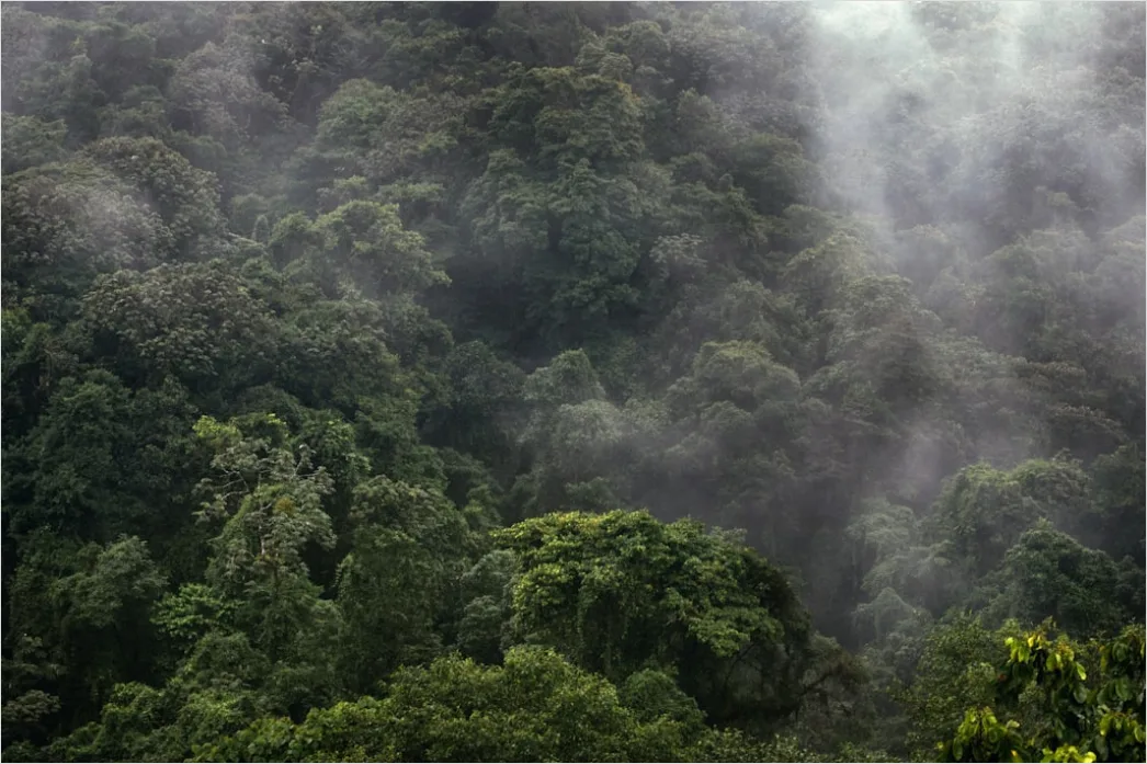 Detail Aerial Rainforest Canopy Number 4