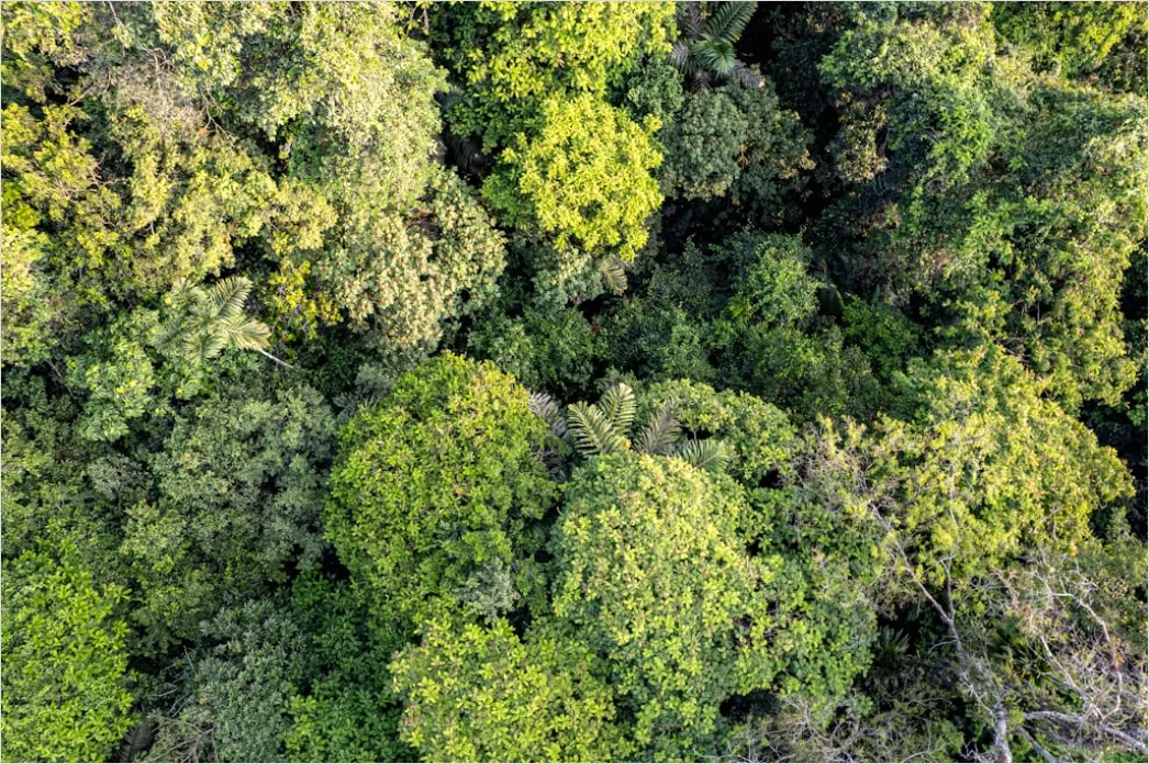 Detail Aerial Rainforest Canopy Number 7