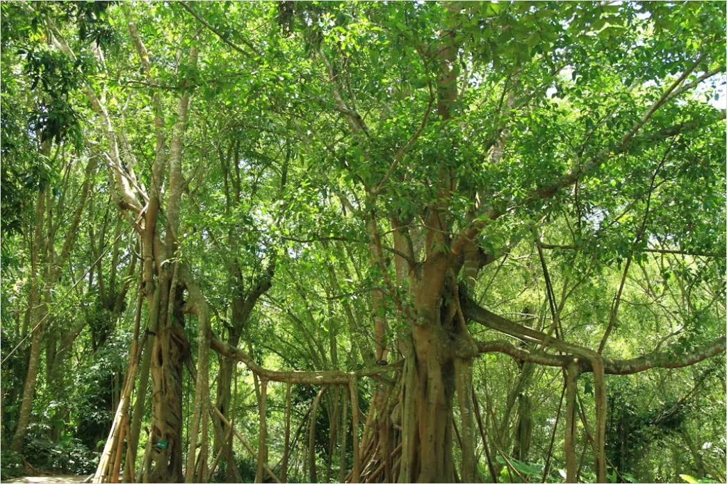 Detail Aerial Rainforest Canopy Number 10