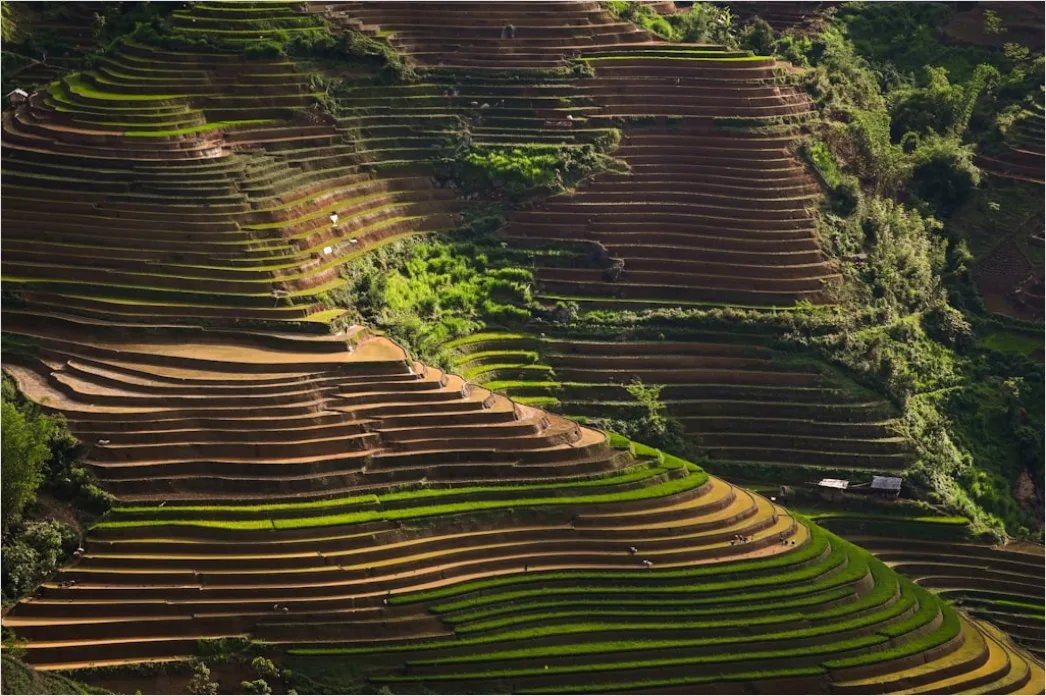 Detail Aerial Rice Terraces Number 2