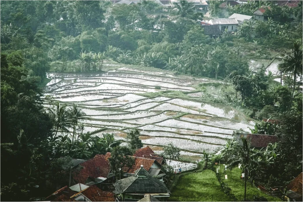 Detail Aerial Rice Terraces Number 11
