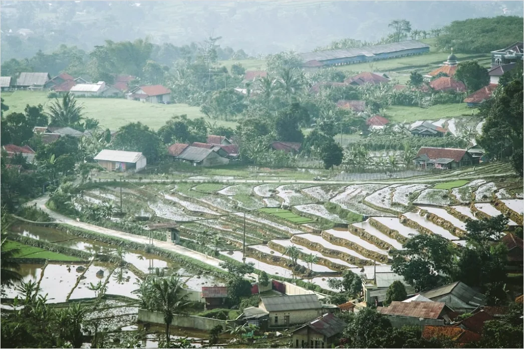 Detail Aerial Rice Terraces Number 14