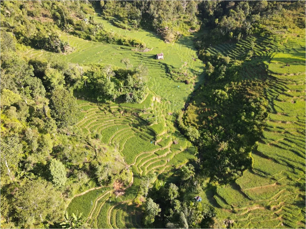 Detail Aerial Rice Terraces Number 20