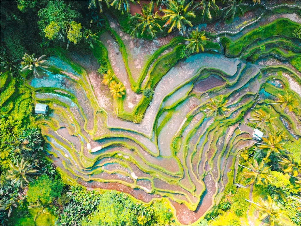 Detail Aerial Rice Terraces Number 3