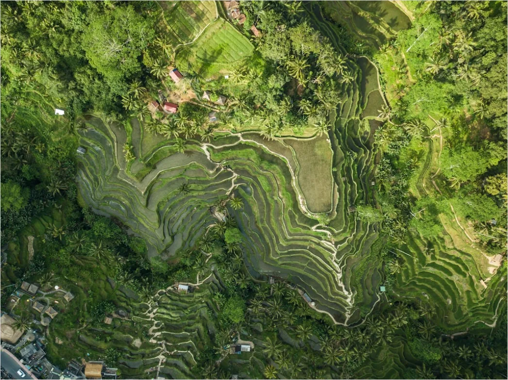 Detail Aerial Rice Terraces Number 4