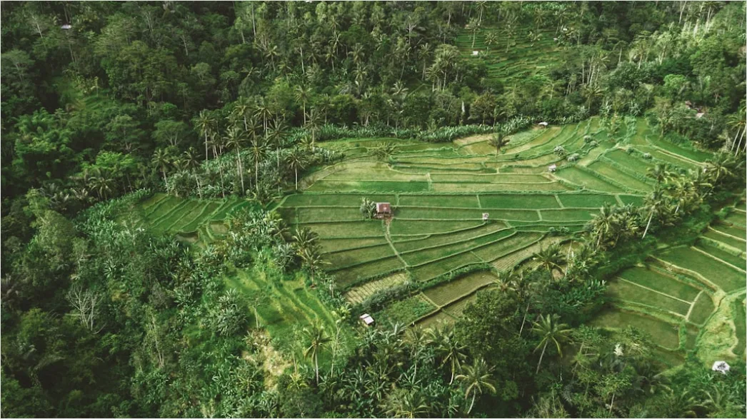 Detail Aerial Rice Terraces Number 5