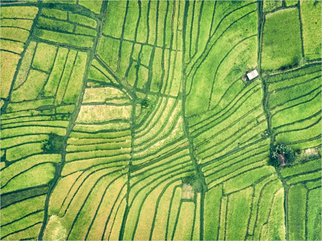 Detail Aerial Rice Terraces Number 6