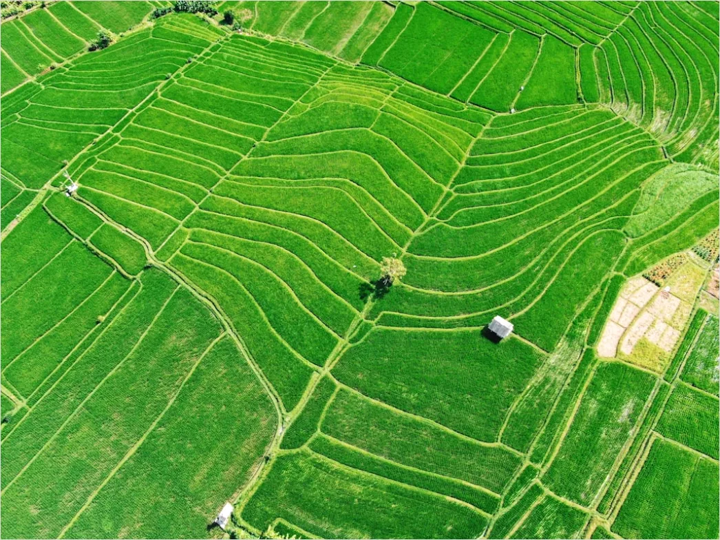 Detail Aerial Rice Terraces Number 7