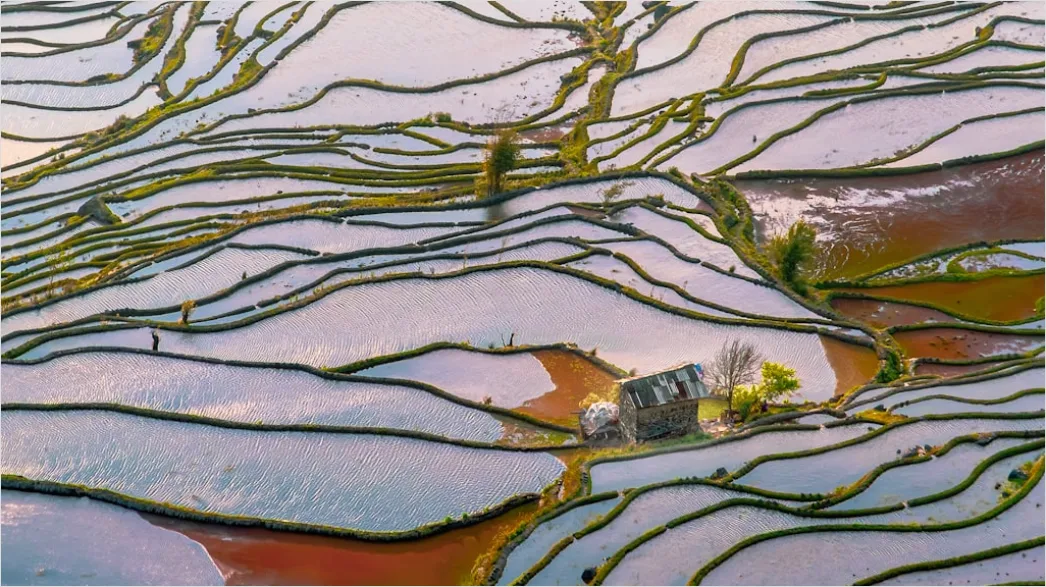 Detail Aerial Rice Terraces Number 10