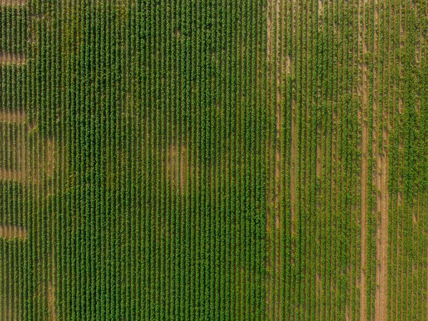 Detail Aerial View Of Fields Number 6
