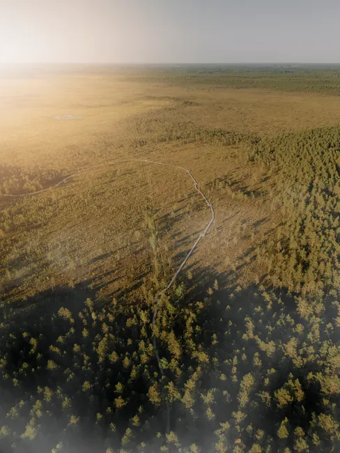 Detail Aerial View Of Forest Number 11