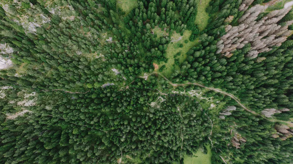 Detail Aerial View Of Forest Number 12