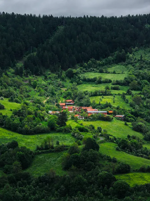 Detail Aerial View Of Forest Number 13