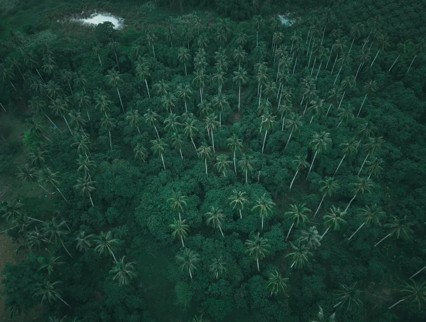 Detail Aerial View Of Forest Number 17