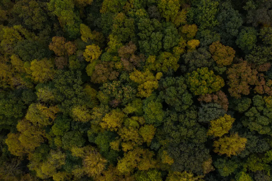 Detail Aerial View Of Forest Number 19
