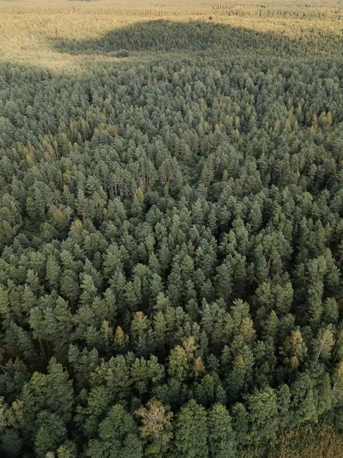 Detail Aerial View Of Forest Number 20