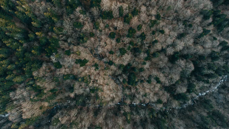 Detail Aerial View Of Forest Number 3