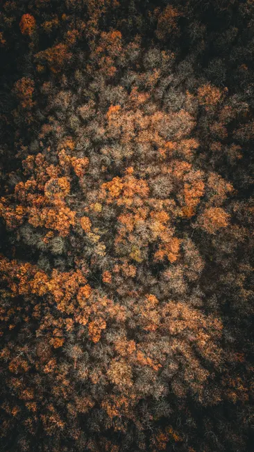 Detail Aerial View Of Forest Number 4