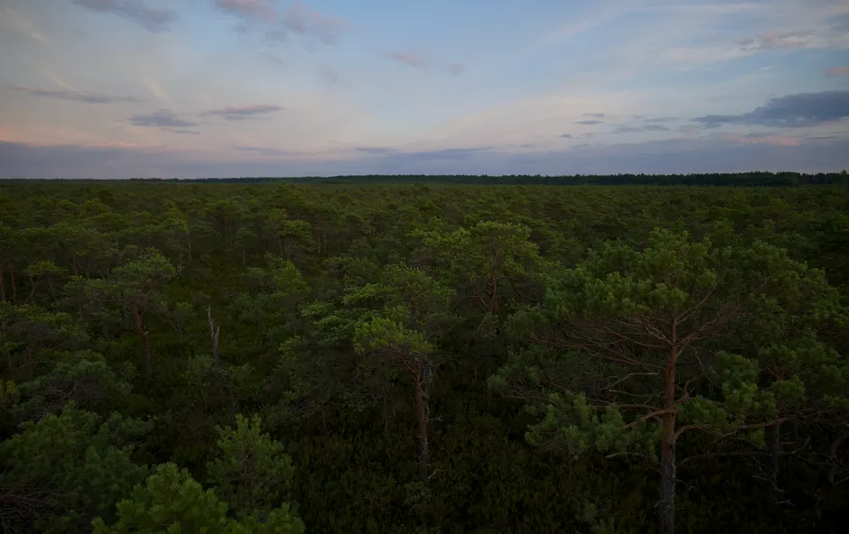 Detail Aerial View Of Forest Number 5