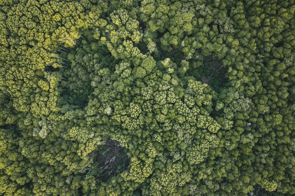 Detail Aerial View Of Forest Number 6