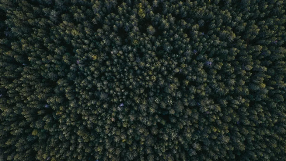 Detail Aerial View Of Forest Number 8