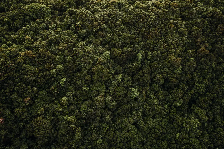 Detail Aerial View Of Forest Number 9