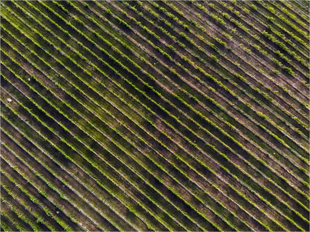 Aerial Vineyards From Above A412