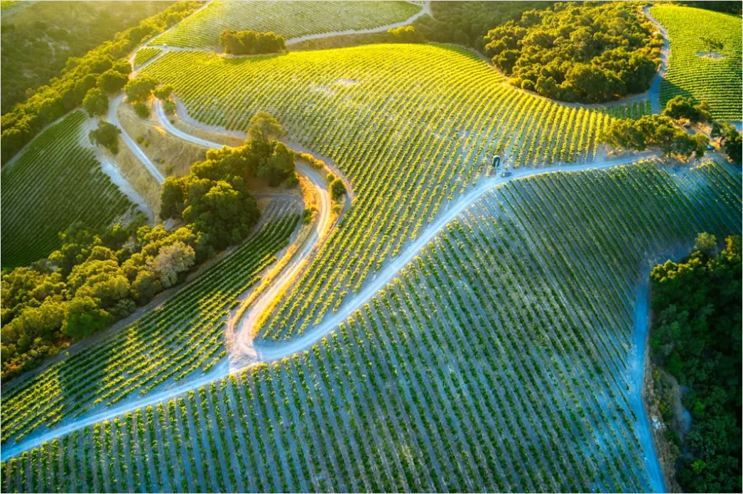 Detail Aerial Vineyards From Above Number 2