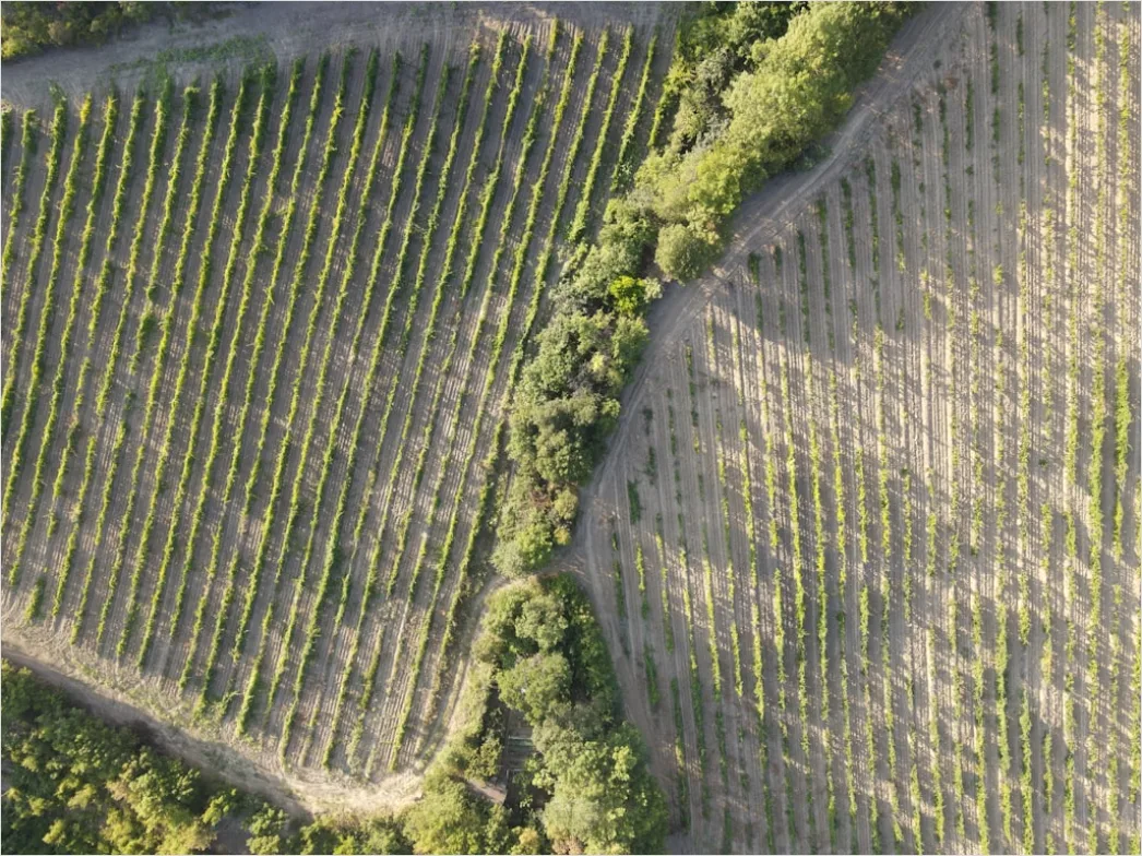 Detail Aerial Vineyards From Above Number 11