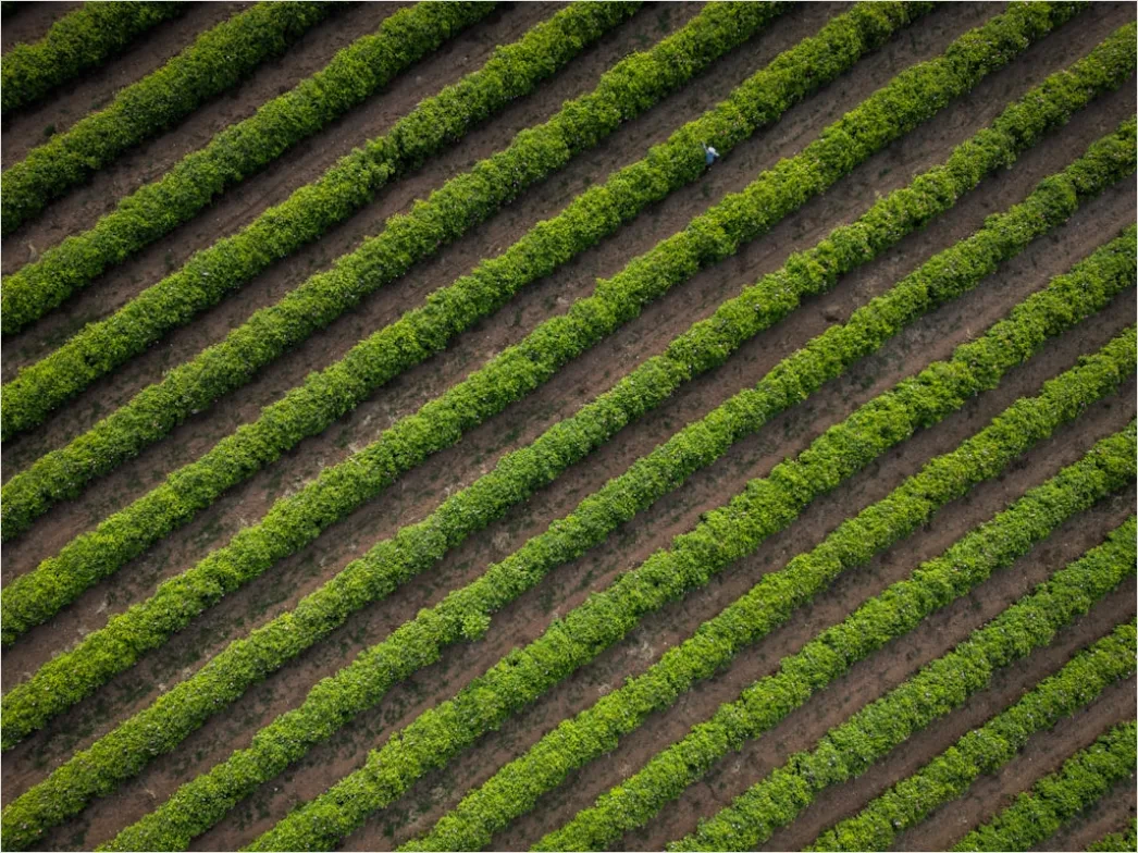 Detail Aerial Vineyards From Above Number 13