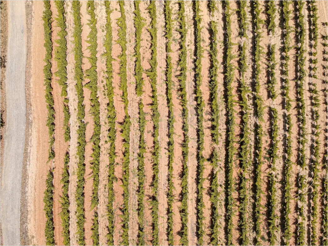 Detail Aerial Vineyards From Above Number 14