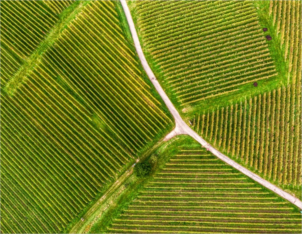 Detail Aerial Vineyards From Above Number 15