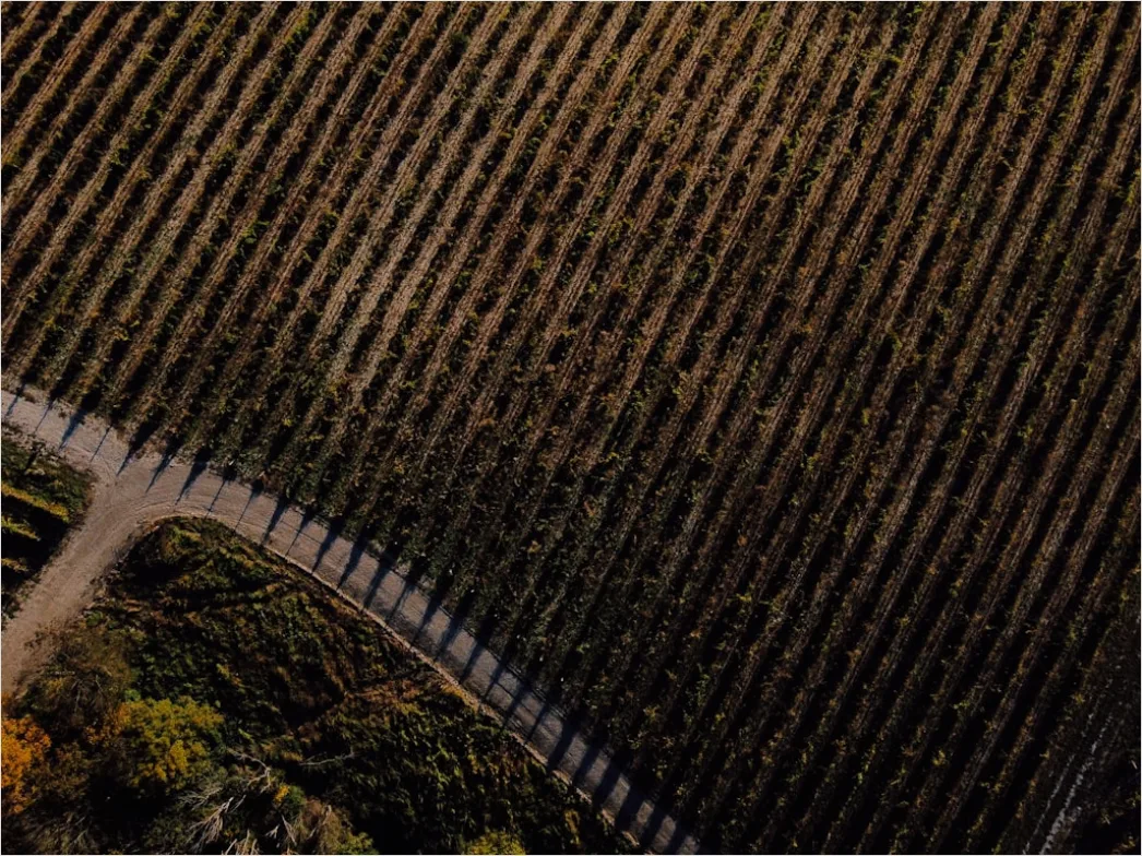 Detail Aerial Vineyards From Above Number 16